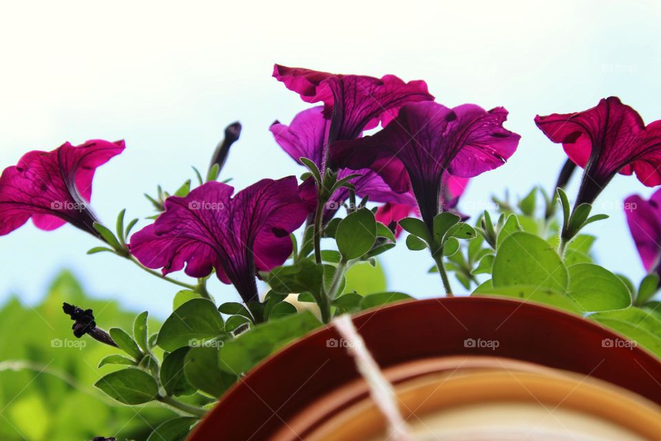 Purple petunias from below in the pot