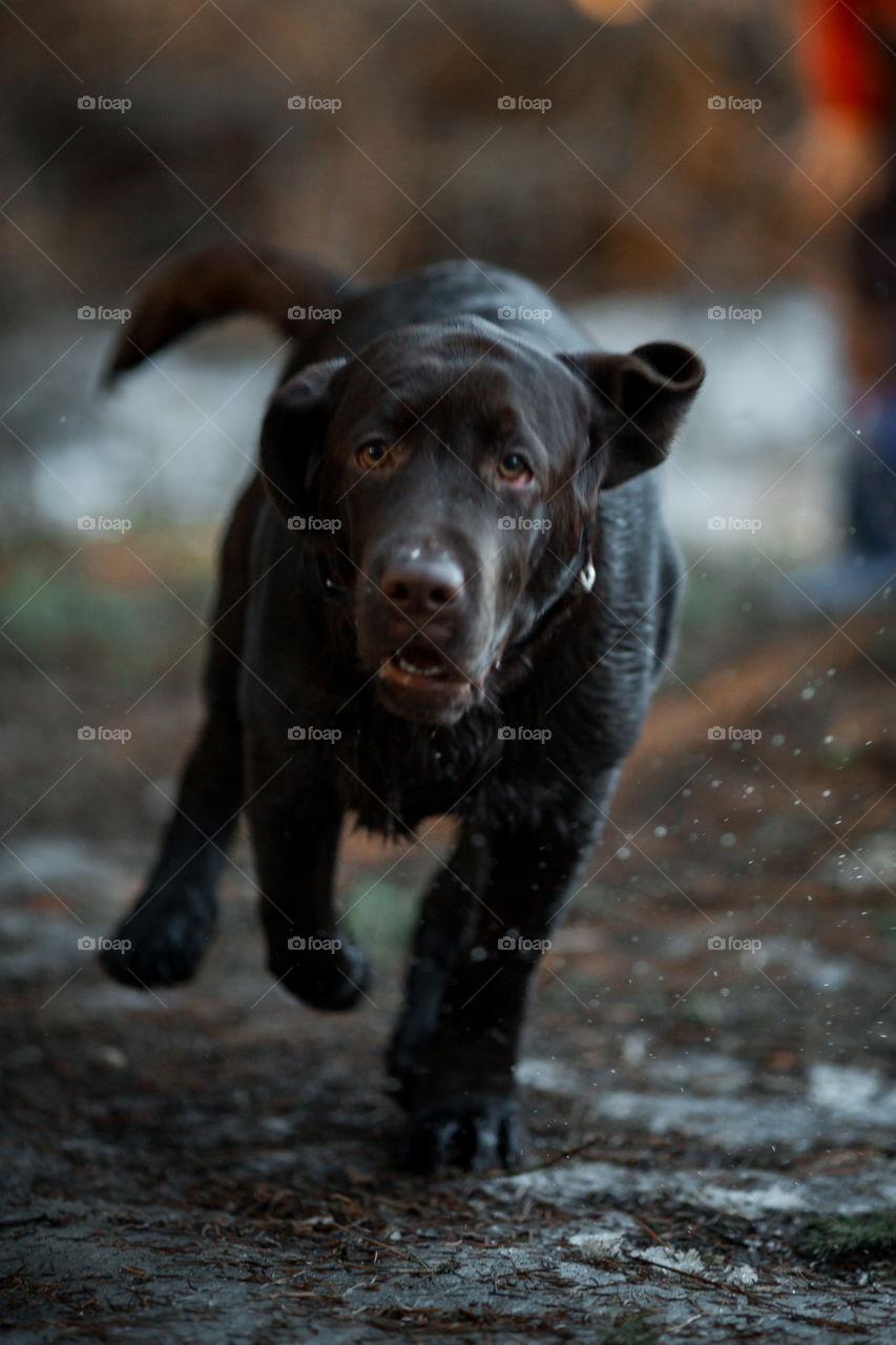 Funny brown Labrador dog in spring forest