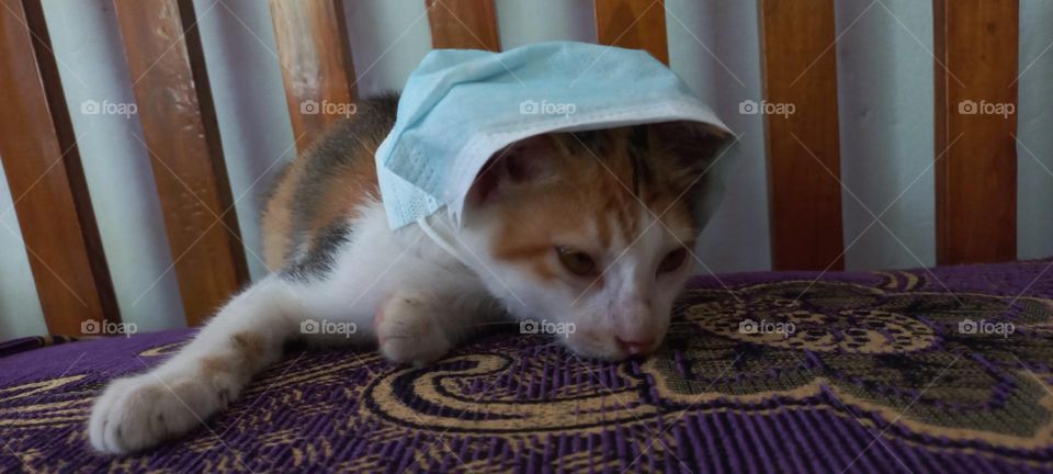 Kitten wearing a mask on a sofa