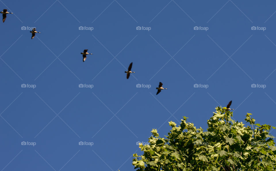 Canada Geese flying North in symmetrical formation in blue sky behind Canadian maple tree selective focus conceptual background photography 