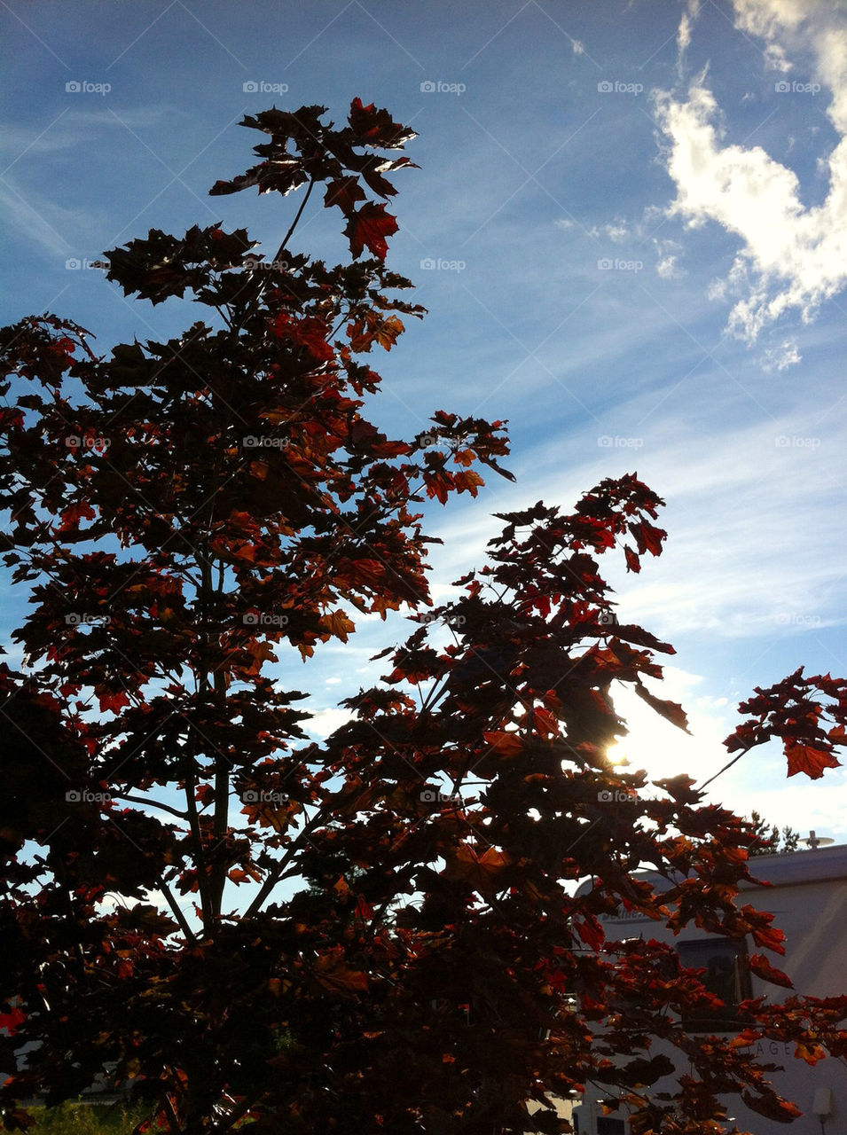 sky blue tree cloud by asa