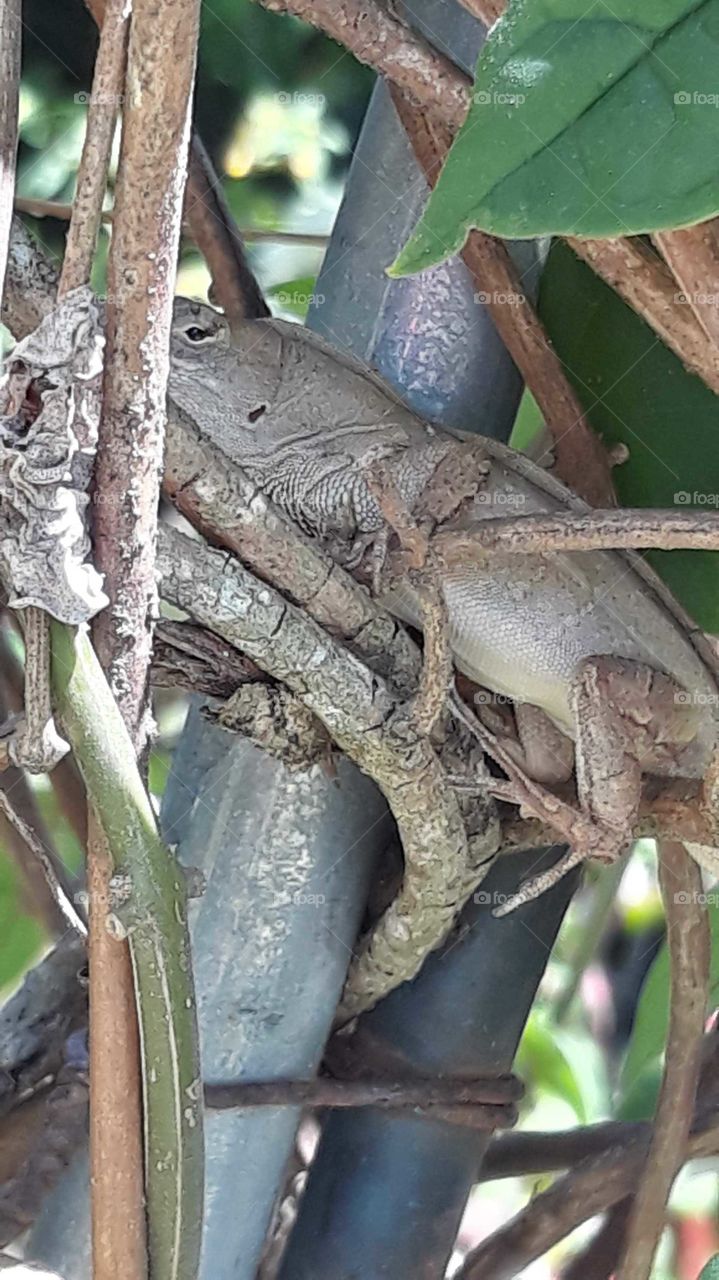 The little Anole now appears BIG