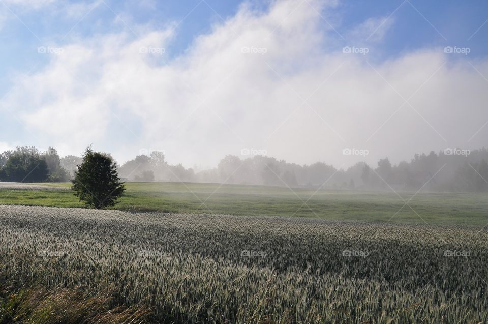 Landscape, Agriculture, No Person, Farm, Cropland