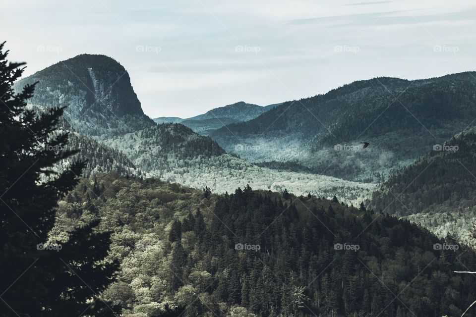 View of trees in forest