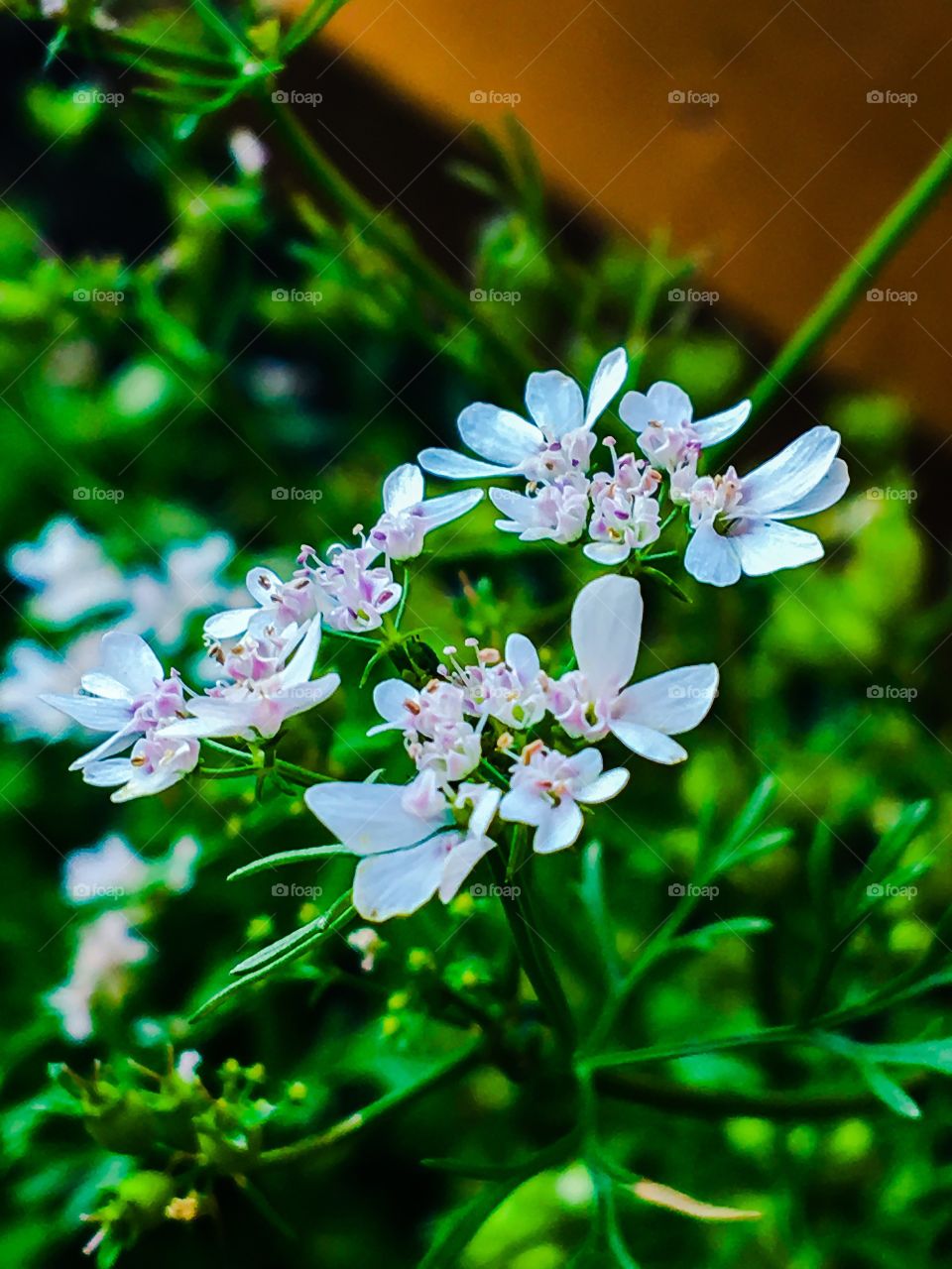 Blooming Coriander flower on the plant 