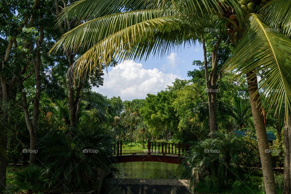 A bridge in the tropical surroundings of the botanical gardens 
