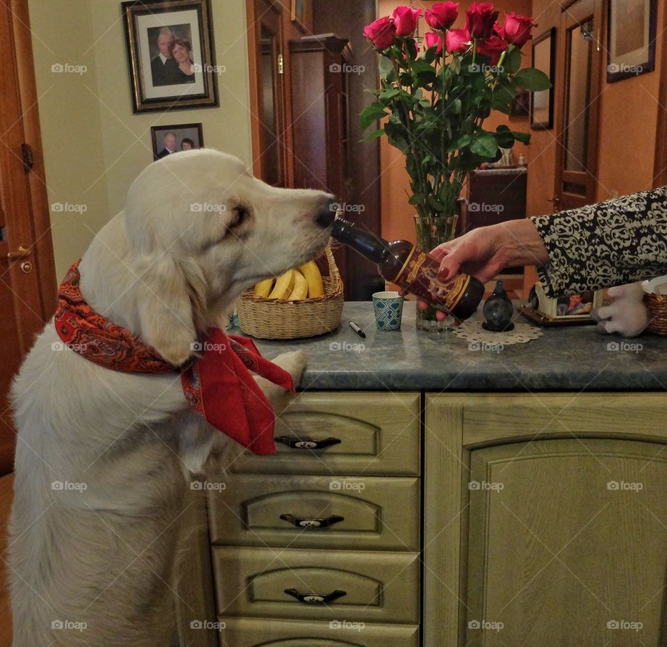 Dog's beer.
This is my pup. We were celebrating his birthday recently and got him some dog's beer. He loved it. I guess you can tell looking at this picture.