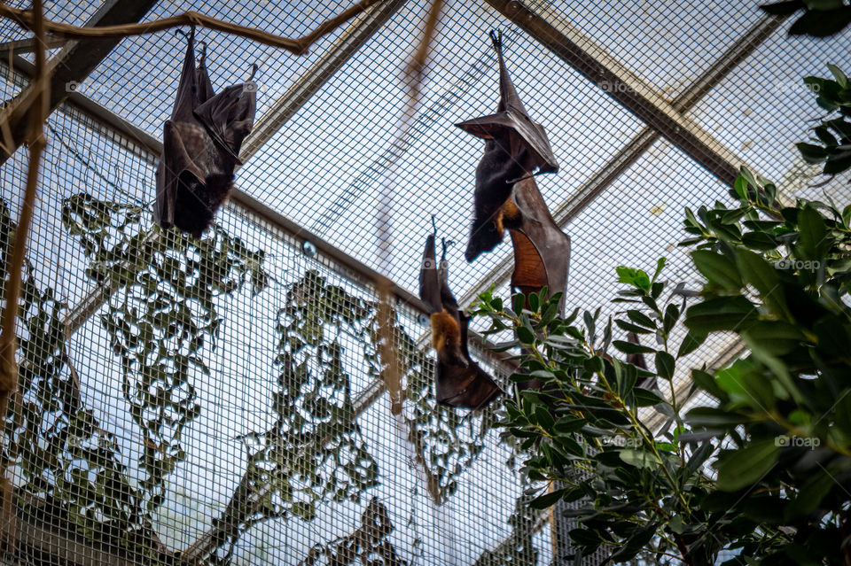 Three bats in a greenhouse spreading wings