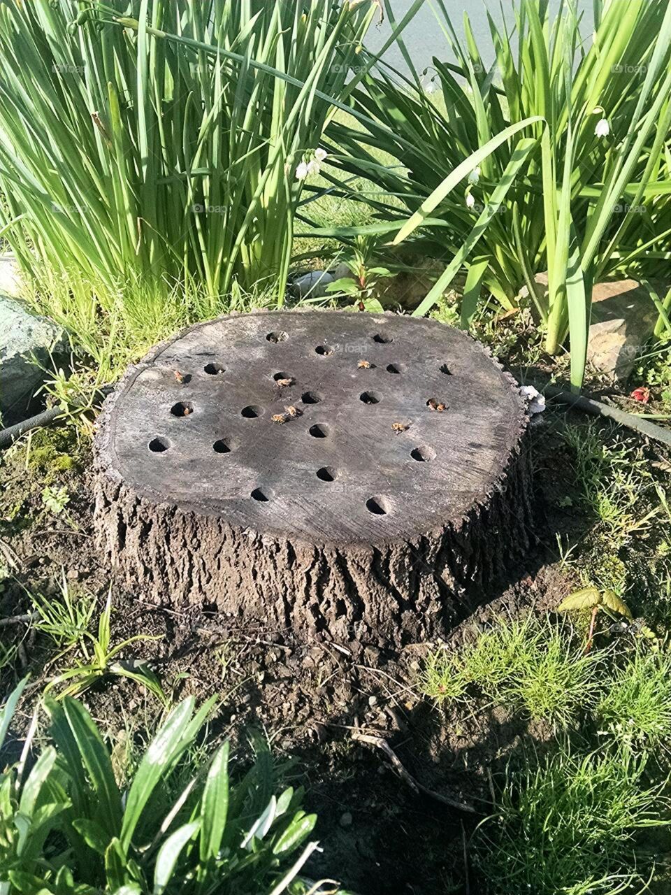 bees in stump
