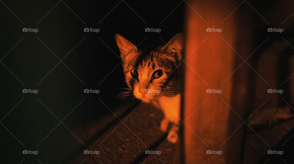 an alley cat hiding in the shadows