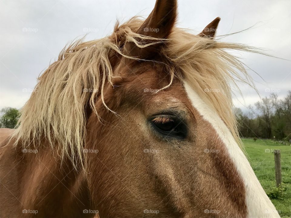 Majestic horse 