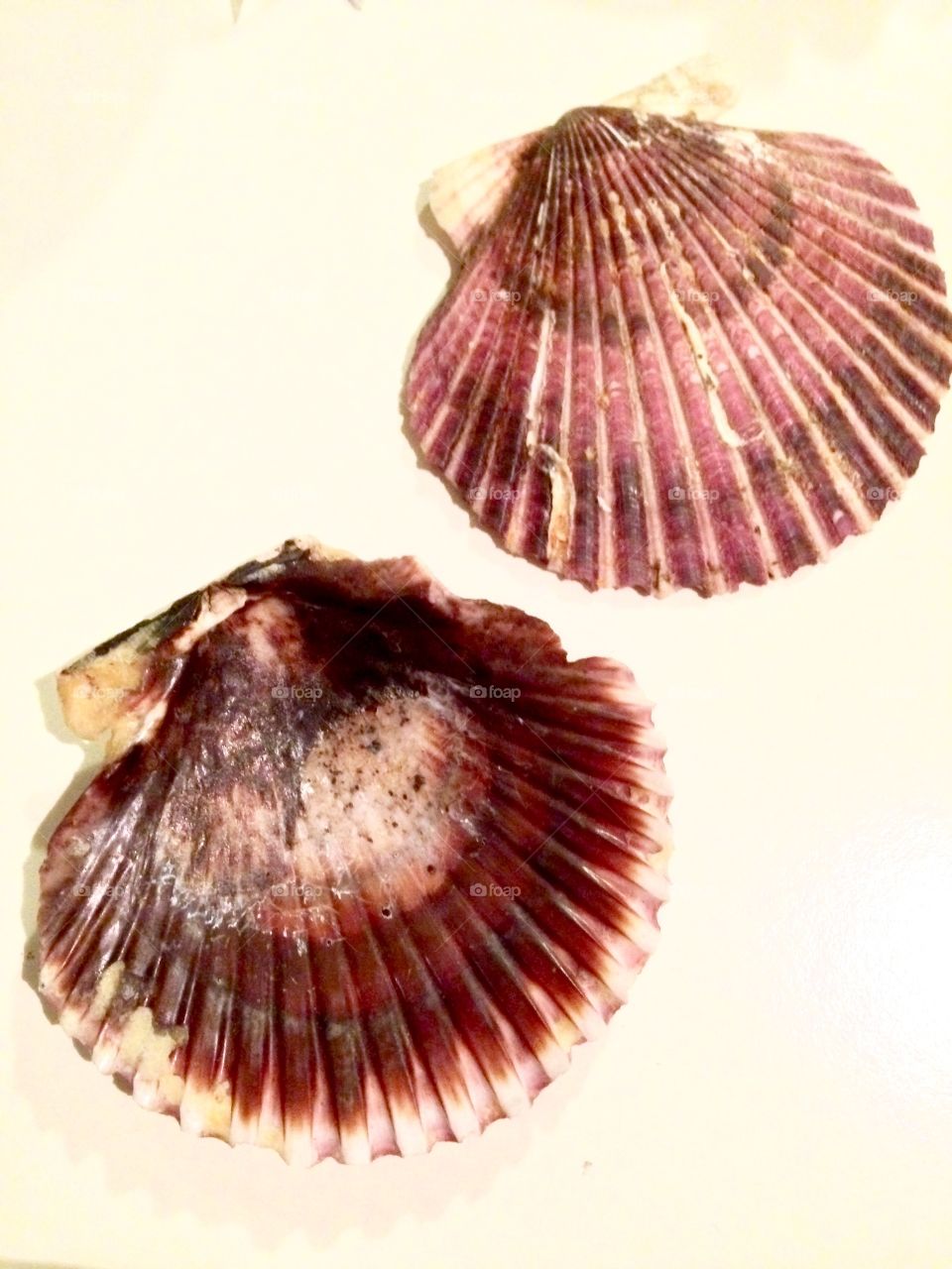 Two seashells on backgrounds