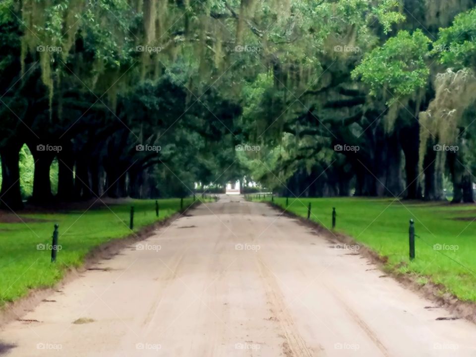 Avenue of oaks at Boone hall