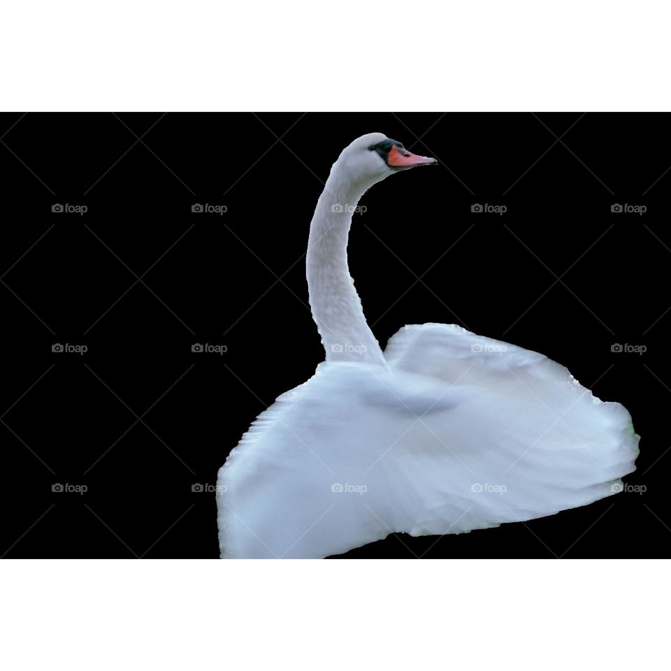 Swan