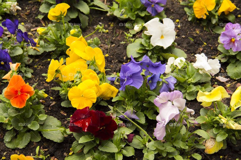 Bright flowers in the flowerbed.