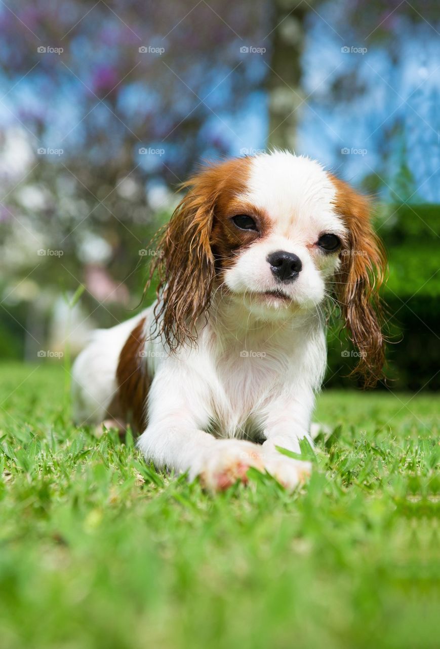 Happy dog