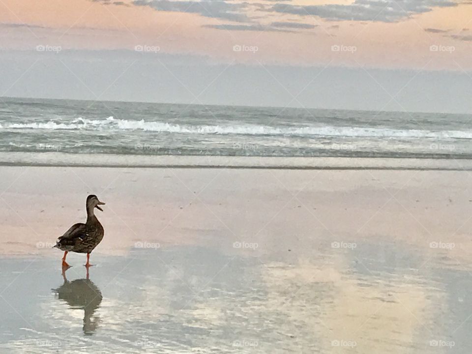 Lone duck strolls along the beach
