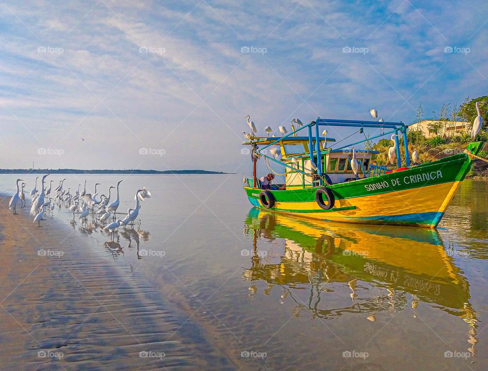 Herons next to the fishing boat.