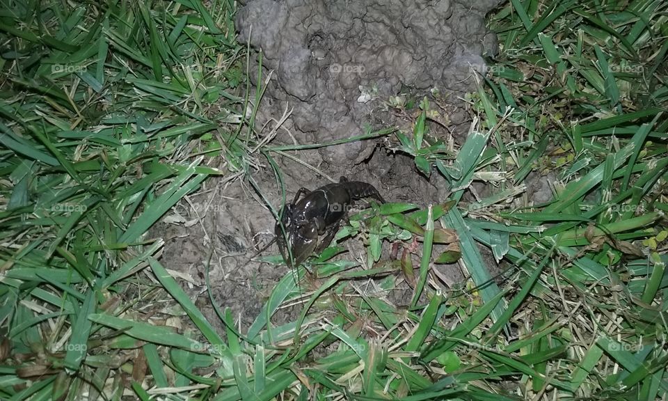 Digging Deep Crawdad