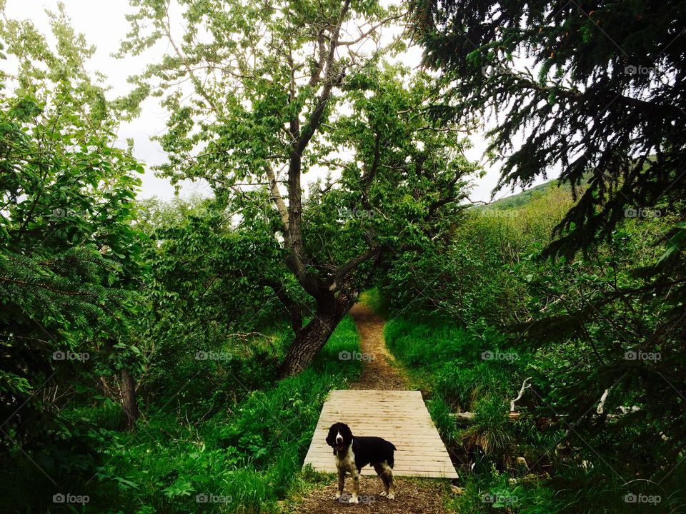 Spaniel on trail. Spaniel on near point trail in anchorage alaska 