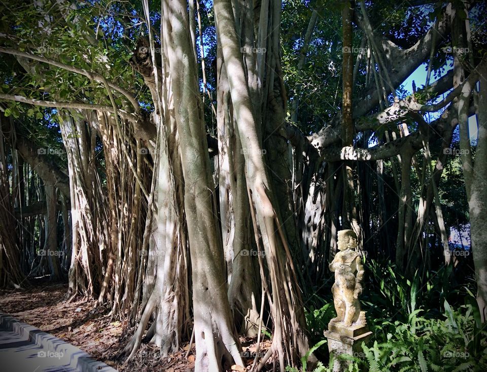 Banyan Trees and Art