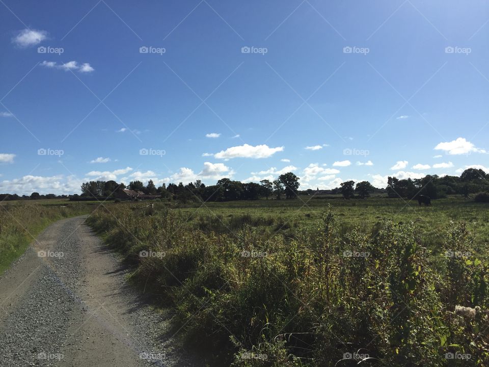 Marsh with track and blue sky