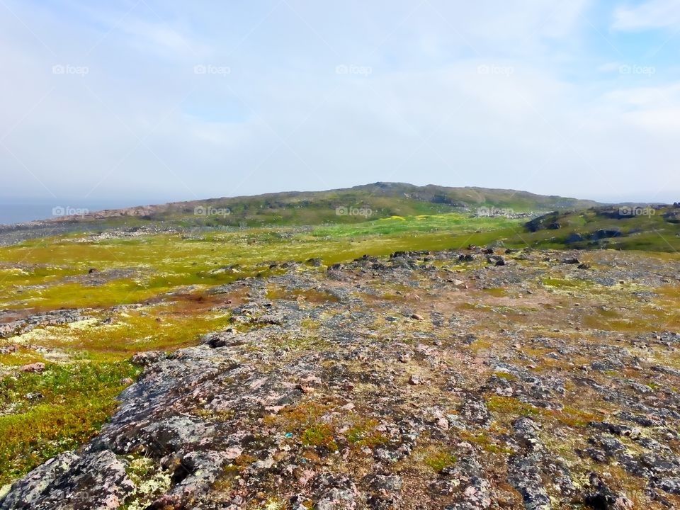 Tundra landscape 