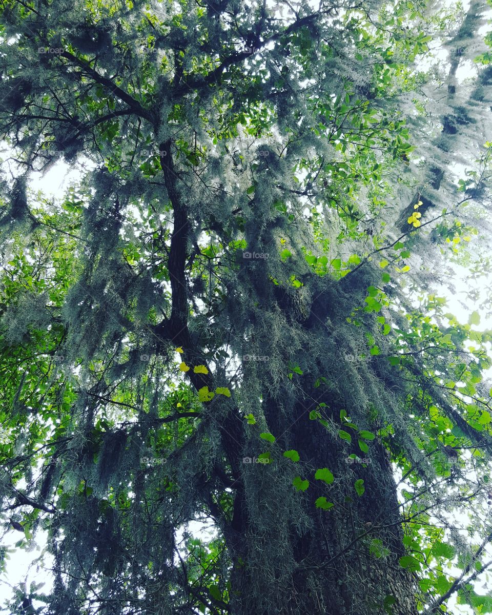 Spanish moss