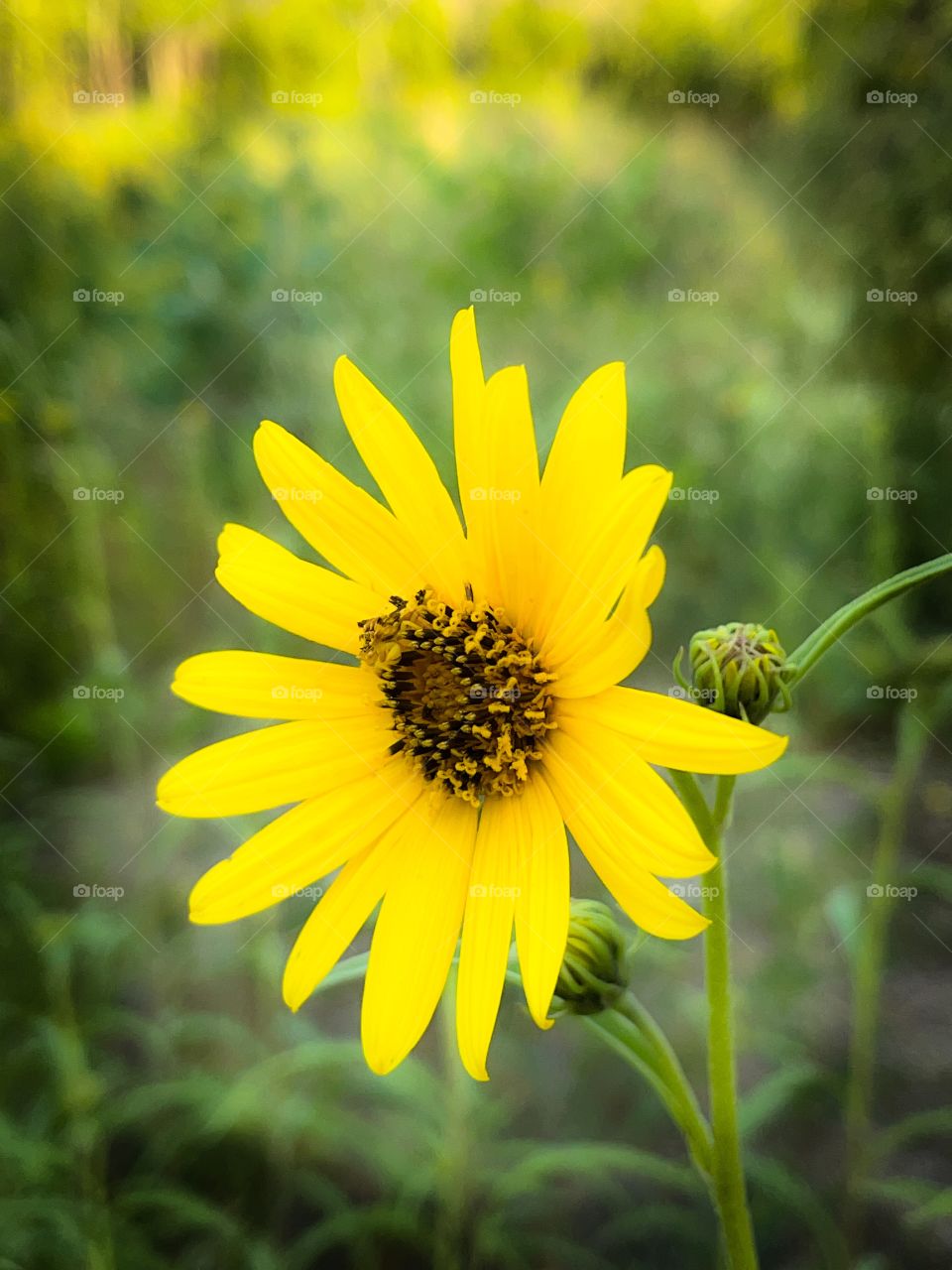 Prairie Sunflower 