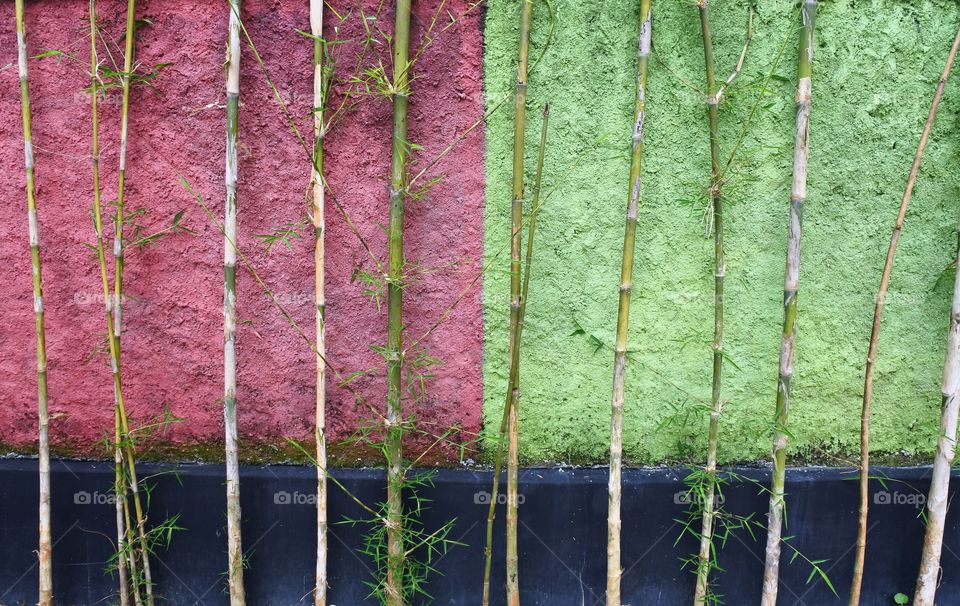 wall texture and bamboo branch