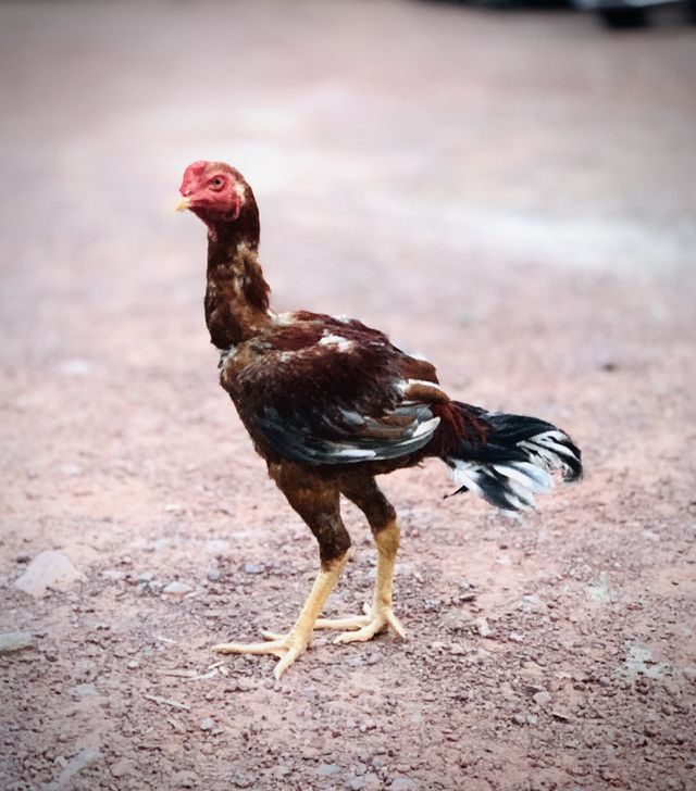Chicken 