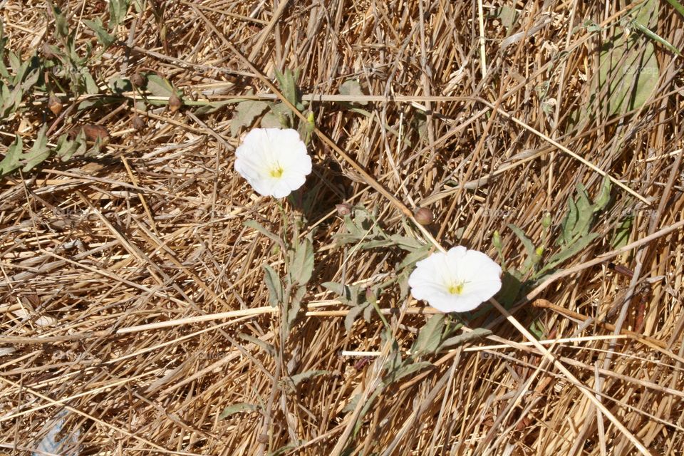 Two flowers in dead grass 