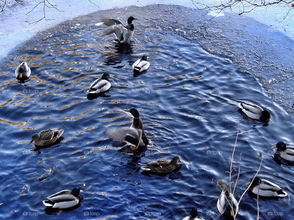 Ducks On Frozen Lake