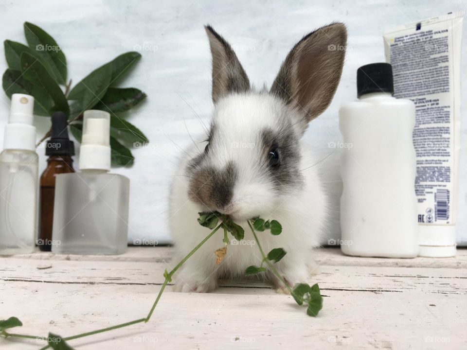 Baby rabbit 