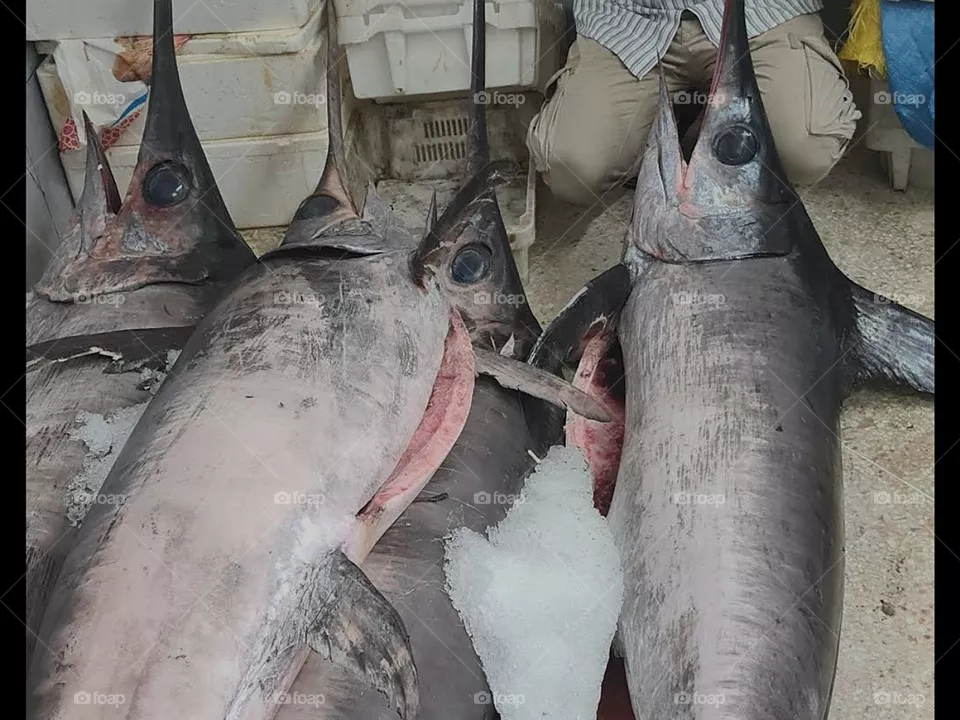 Tuna plaque