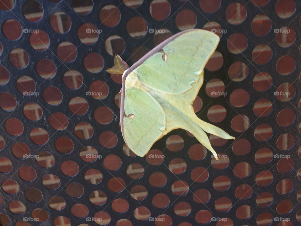 this moth has been sitting in the same spot all week.