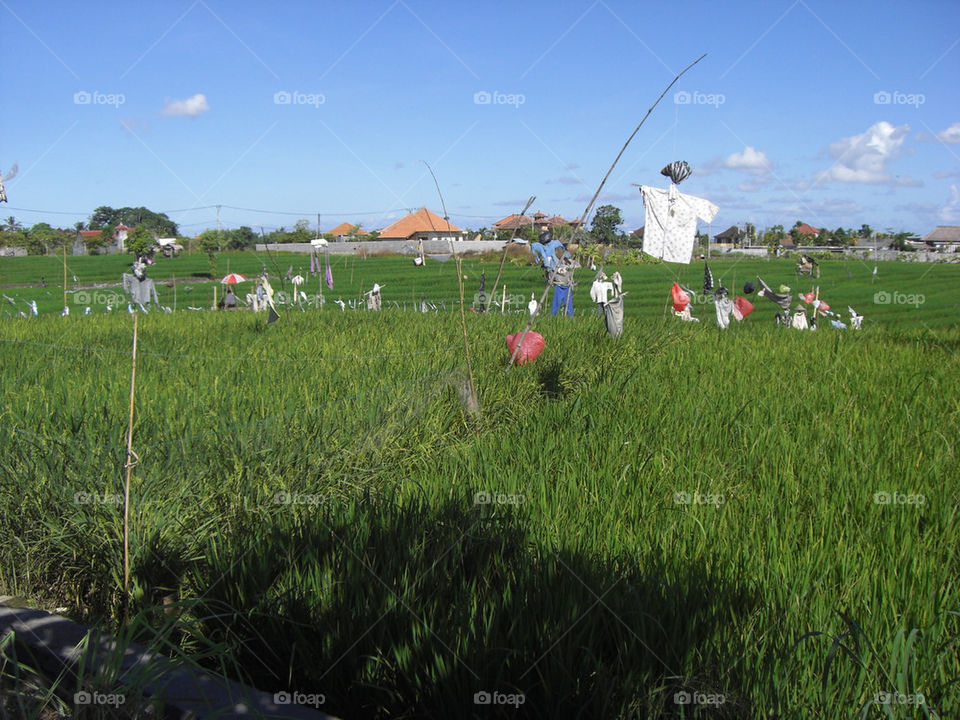 green field rice funny by thepapierdollies