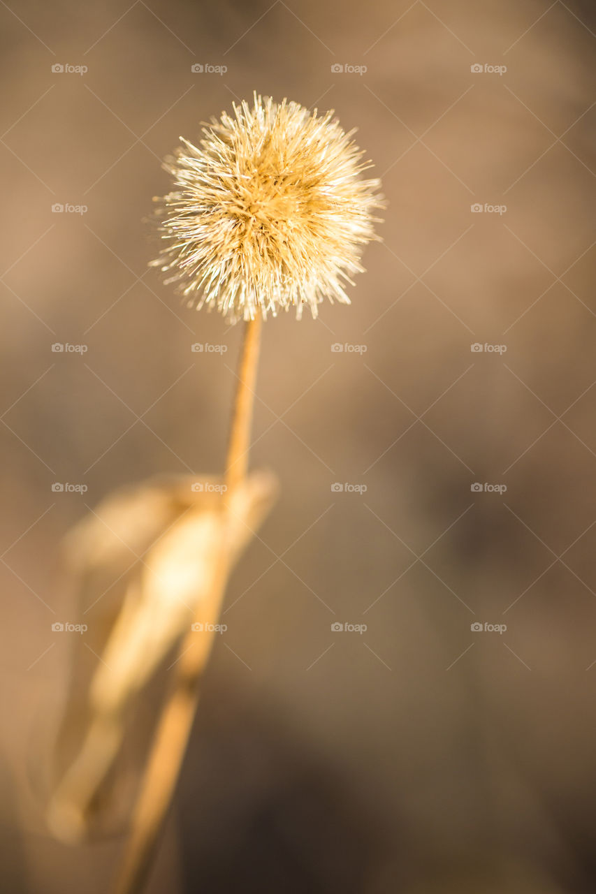 The signs of winter - dry leaves flowers and grass. Image of closeup dried thistle.