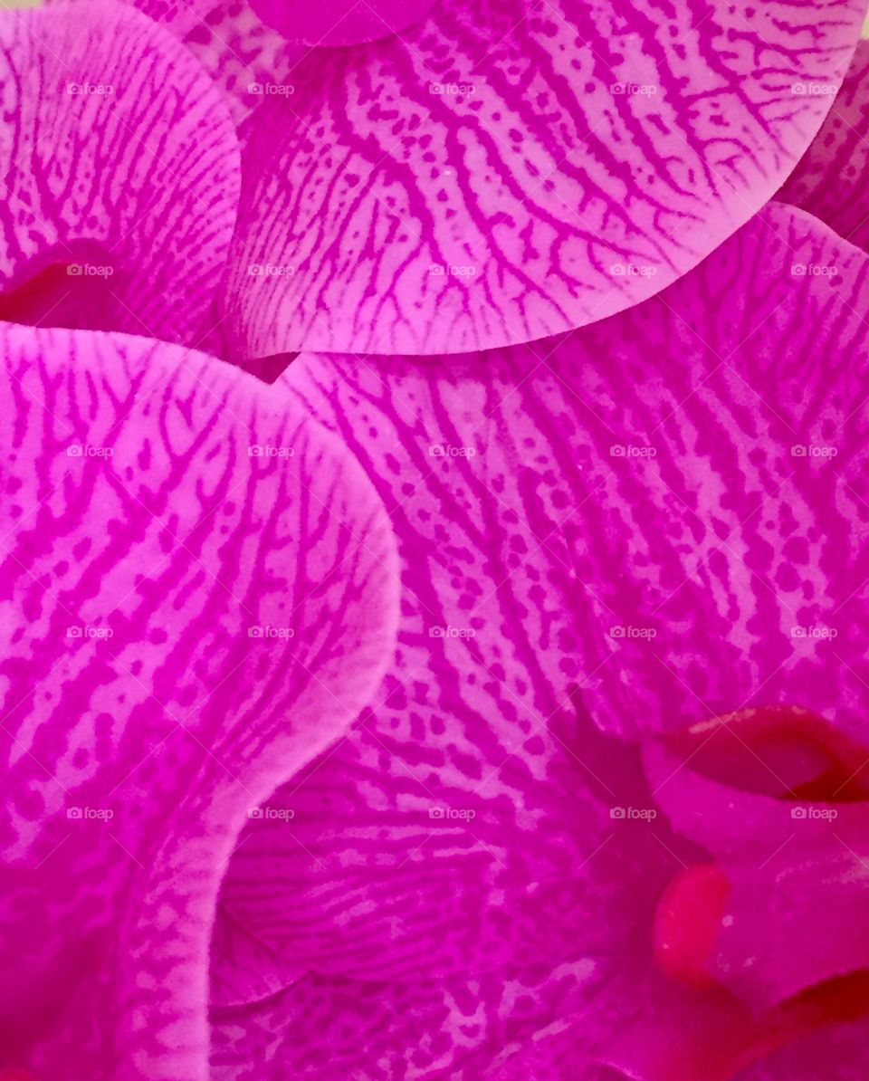 Violet flora