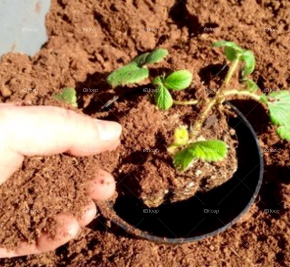 Planting Sweet Strawberries 