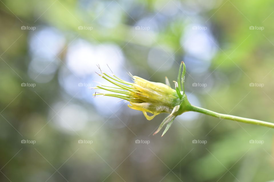 Petal dispersed flower