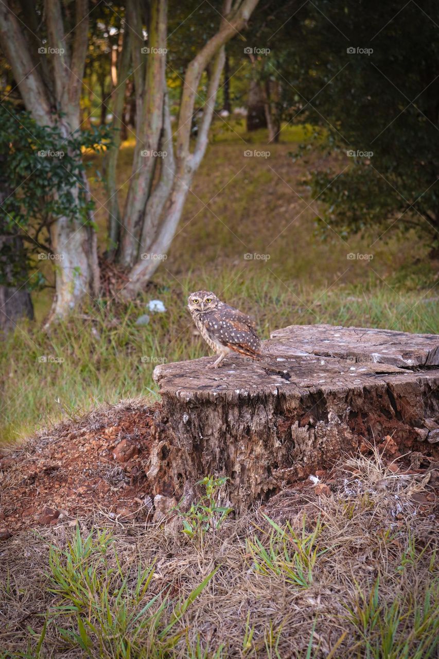 Filhote de coruja buraqueira. Coruja brasileira.