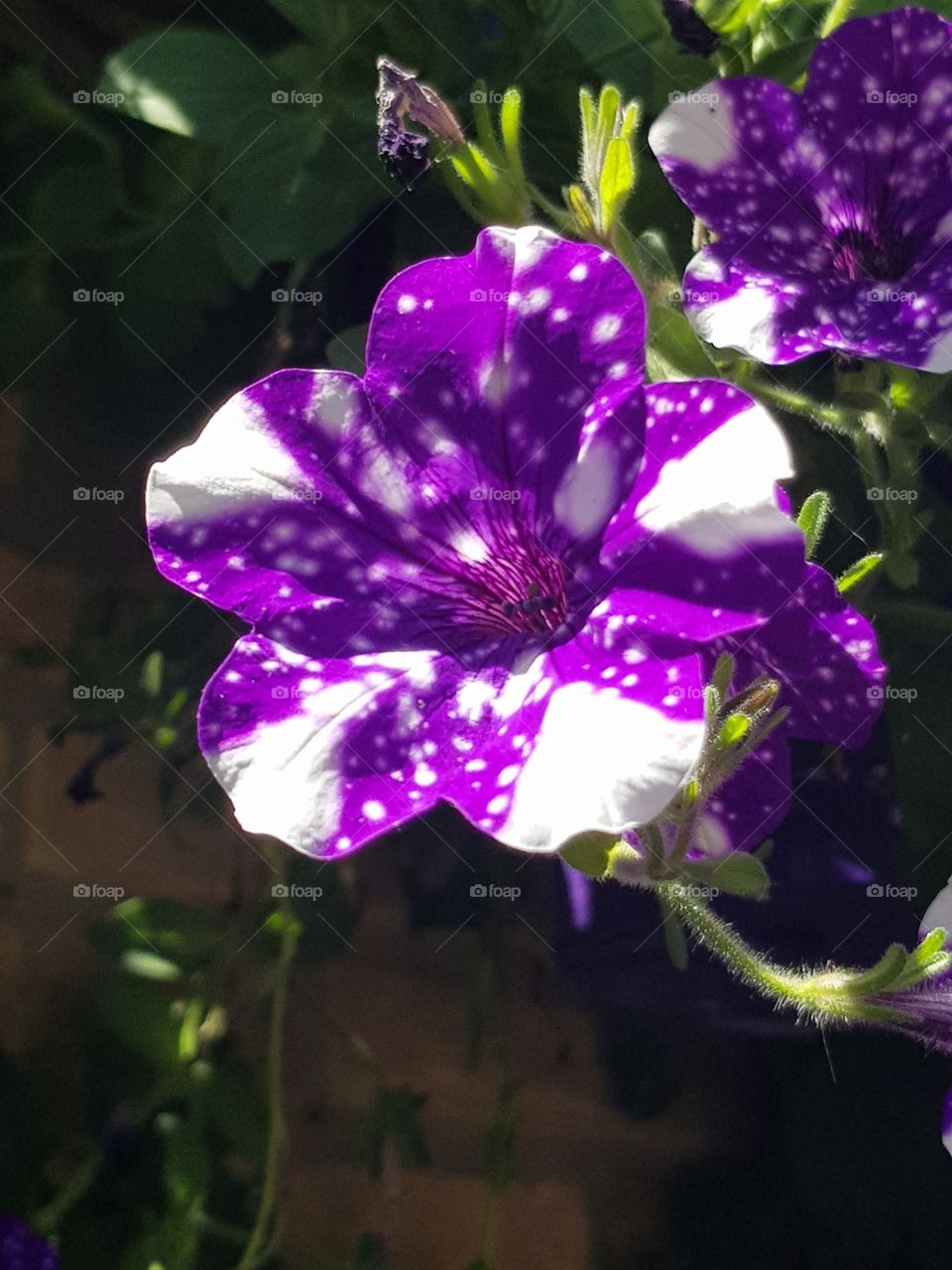 Gorgeous pink / white flowers in the garden!