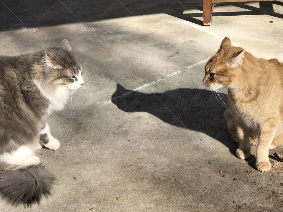 Arguing male cats