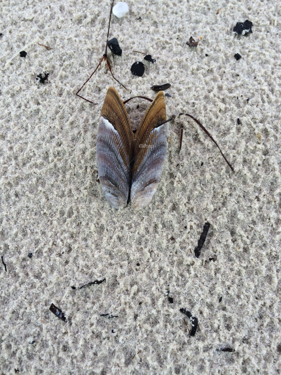 Mussel Shell