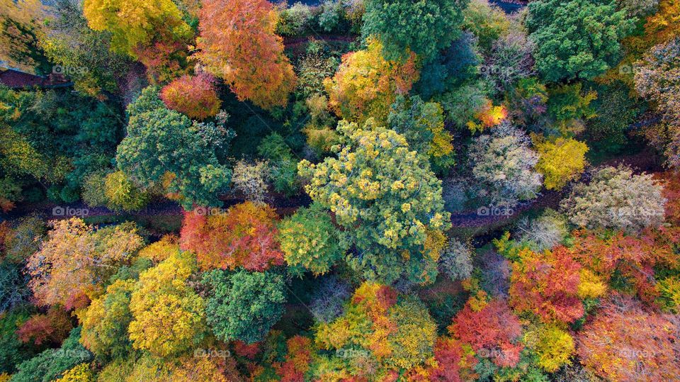 Beautiful maple forest and colourful maple leaves