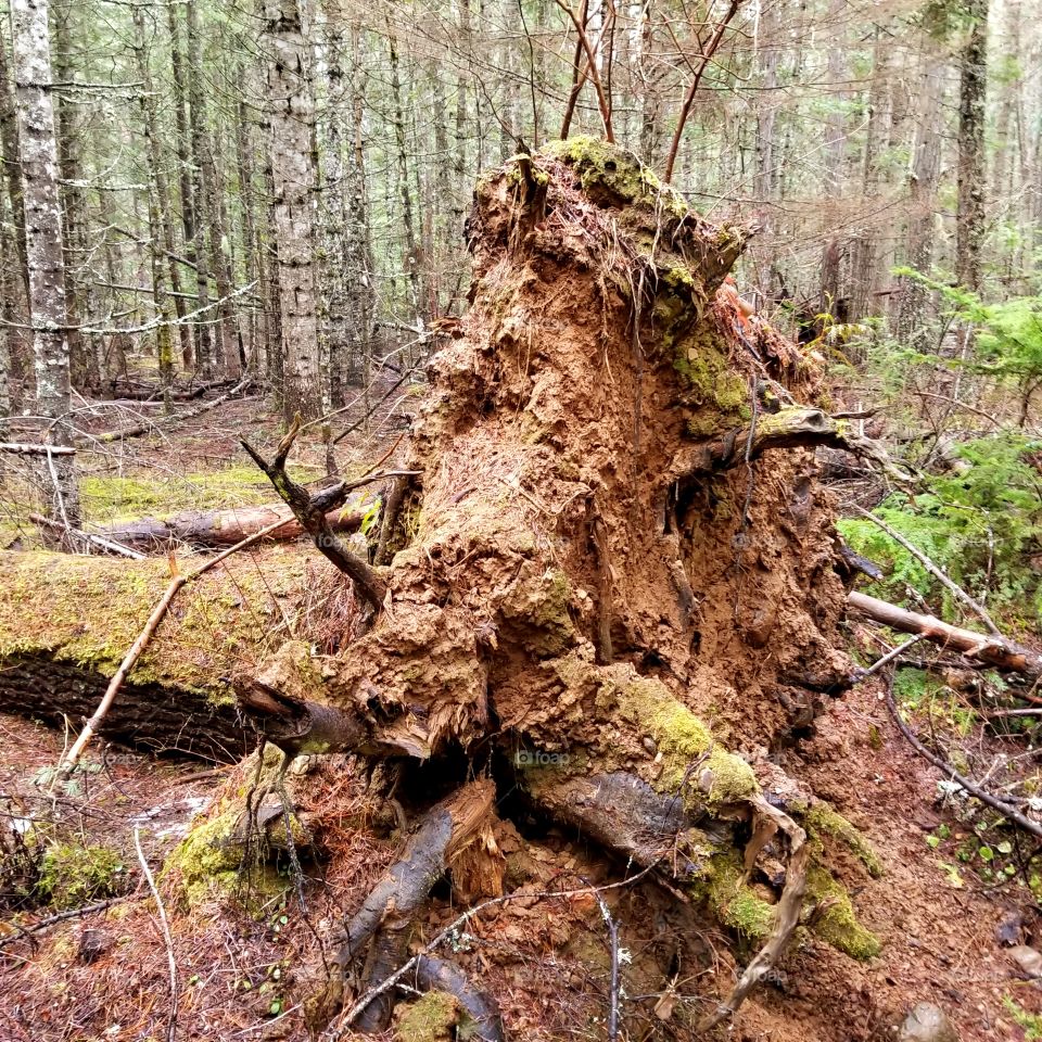 roots from a fallen tree in the woods on a spring hike