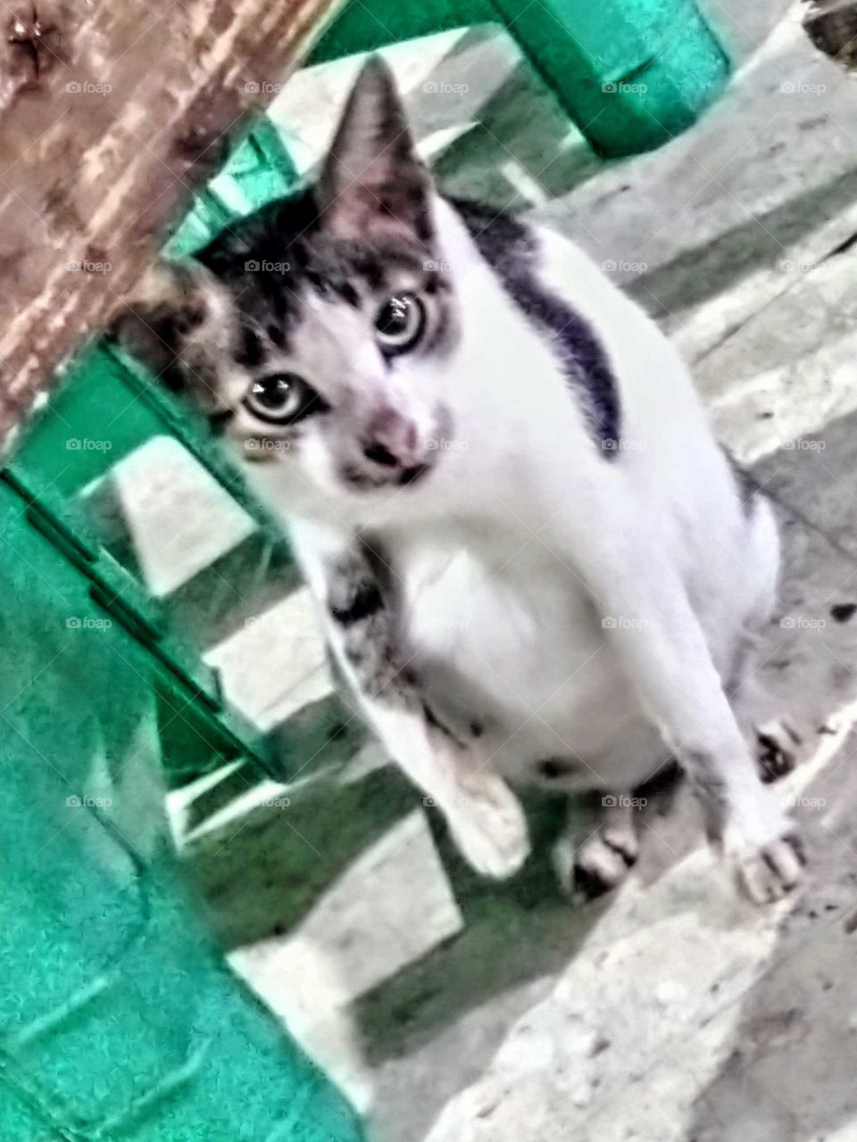 The sharp gaze of the cat's eyes