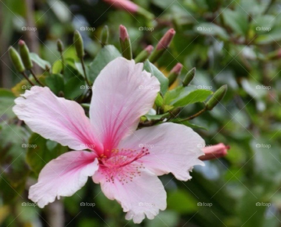 Tropical pink flower