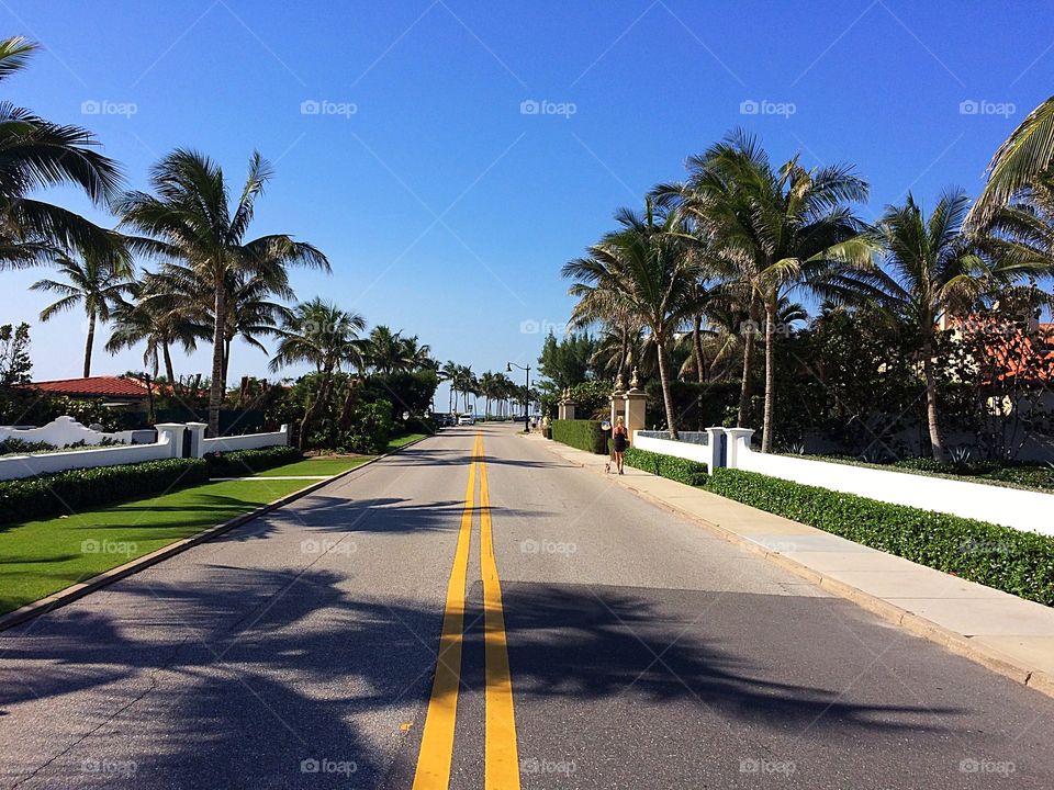 Road in the Palm Beach